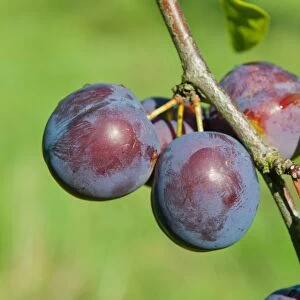 Plum (Prunus domestica) Kirkes Blue, close-up of fruit, growing in orchard, Norfolk, England, august