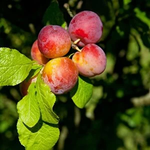 Plum (Prunus domestica) Reeves, close-up of fruit, growing in orchard, Norfolk, England, august