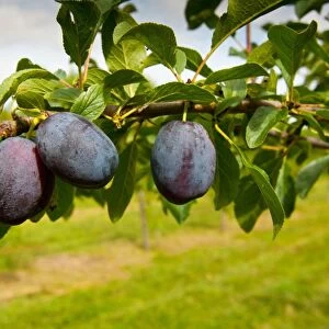 Plum (Prunus domestica) Violetta, close-up of fruit, growing in orchard, Norfolk, England, august