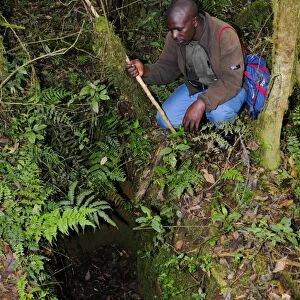 Poacher trap in tropical montane forest, Nyungwe Forest N. P. Albertine Rift, Rwanda, october