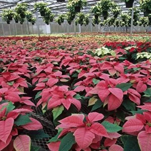 Poinsettia (Euphorbia pulcherrima) commercial crop, growing in large glasshouse, U. S. A