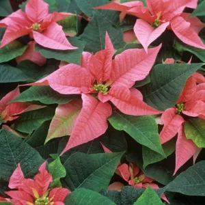 Planta de Poinsettia con flores rojas para mercado navideño en la temporada marroquí Planta de Poinsettia con flores rojas para mercado navideño en la temporada marroquí