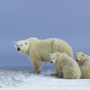 Polar Bear (Thalarctos maritimus) Mother standing - two cubs sitting Polar Bear (Thalarctos maritimus) Mother standing - two cubs sitting