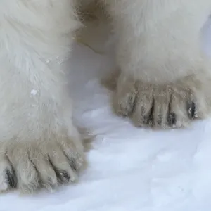 Polar Bear (Ursus maritimus) adult, close-up of paws, Canada Polar Bear (Ursus maritimus) adult, close-up of paws, Canada