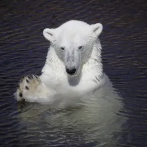 Polar Bear (Ursus maritimus) adult, in water, with paws held together, Ranua Zoo Polar Bear (Ursus maritimus) adult, in water, with paws held together, Ranua Zoo
