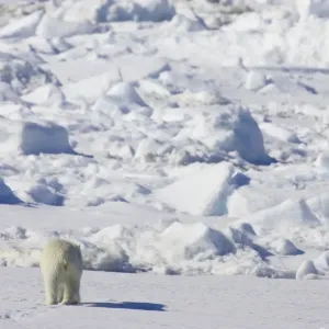 Polar Bear Print - Adult Rear View on Sea Ice Polar Bear Print - Adult Rear View on Sea Ice