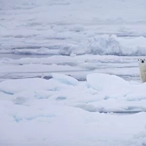 Polar Bear (Ursus maritimus) adult, standing on ice floe, Spitsbergen, Svalbard, september