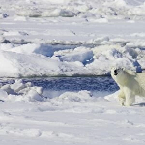 Polar Bear (Ursus maritimus) adult, walking on sea ice, Spitsbergen, Svalbard