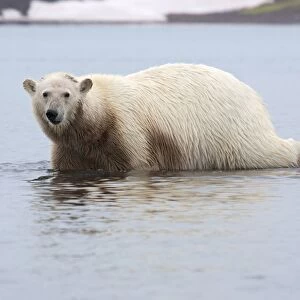 Polar Bear (Ursus maritimus) adult, with stained fur, walking in shallow water of fjord, Woodfjorden, Spitzbergen