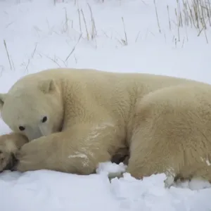 Polar Bear (Ursus maritimus) Resting - Hudson Bay, Churchill, Canada Polar Bear (Ursus maritimus) Resting - Hudson Bay, Churchill, Canada
