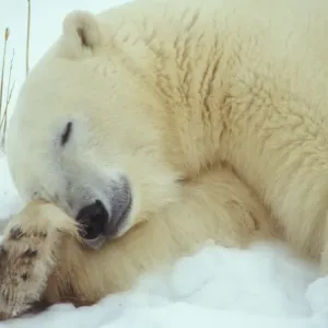 Polar Bear (Ursus maritimus) Sleeping with head resting on leg / Hudson Bay, Churchill Polar Bear (Ursus maritimus) Sleeping with head resting on leg / Hudson Bay, Churchill