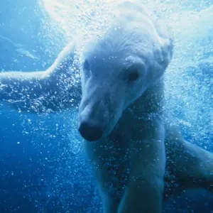 Polar Bear (Ursus maritimus) Underwater Polar Bear (Ursus maritimus) Underwater