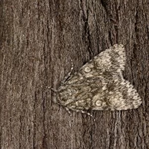 Poplar Grey Moth (Acronicta megacephala) adult, resting on bark, Oxfordshire, England, July
