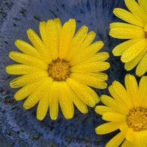 Pot Marigold (Calendula officinalis) close-up of flowers, against blue background of glazed bowl Pot Marigold (Calendula officinalis) close-up of flowers, against blue background of glazed bowl