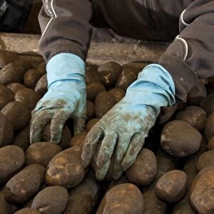 Potato (Solanum tuberosum) crop, workers sorting harvested tubers, Ormskirk, Lancashire, England, march