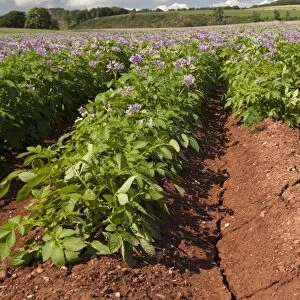 Potato (Solanum tuberosum) crop, flowering in field, with cracks in soil due to dry weather, Aberdeenshire, Scotland