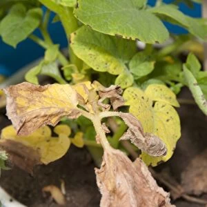 Potato (Solanum tuberosum) nitrogen deficiency, close-up of leaves