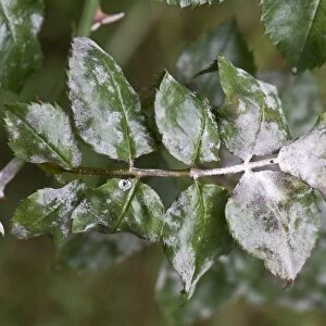 Powdery mildew, Podosphaera pannosa, on rose leaves