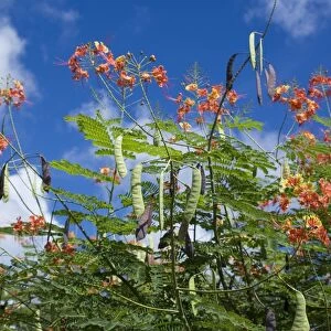 Pride of Barbados (Caesalpinia pulcherrima) flowers and seedpods, Grenada, Grenadines, Windward Islands