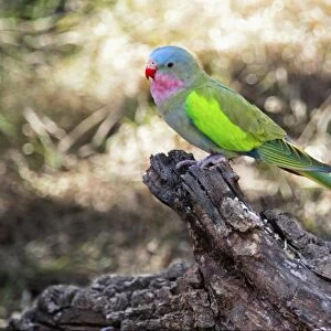 Princess Parrot (Polytelis alexandrae) adult, perched on log, Red Centre, Northern Territory, Australia