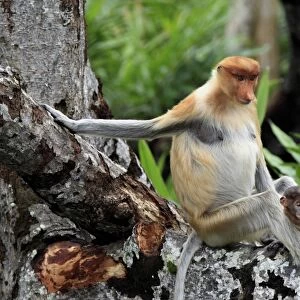 Proboscis Monkey (Nasalis larvatus) adult female with young, sitting in tree, Labuk Bay, Sabah, Borneo, Malaysia