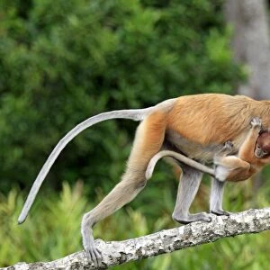 Proboscis Monkey (Nasalis larvatus) adult female with young clinging to chest, walking along branch, Labuk Bay, Sabah, Borneo, Malaysia