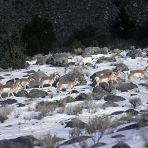 Pronghorn (Antilocapra americana) Herd in snowy Yellowstone landscape