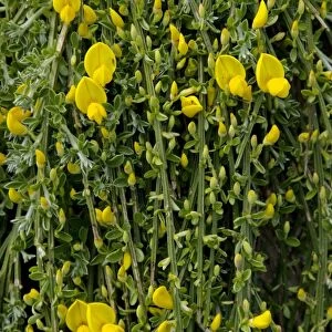 Prostrate Broom (Cytisus scoparius ssp, maritimus) close-up of flowers, Jersey, Channel Islands, May