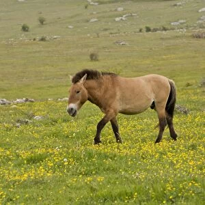 Przewalskis Horse (Equus ferus przewalskii) adult, walking in semi-wild conditions of plateau grassland, Le Villaret