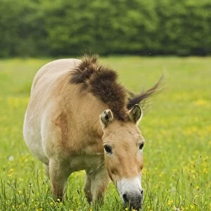 Przewalski's Horse (Equus przewalskii) adult, grazing in grassland, reintroduction project, Natuurpark Lelystad, Flevoland, Netherlands