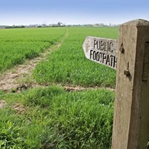 Public footpath sign at edge of arable field, with footpath through cereal crop, Mendlesham, Suffolk, England, April
