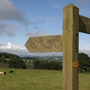 Public footpath sign at edge of pasture with cattle, looking towards Hexham from Planetrees, Hadrians Wall