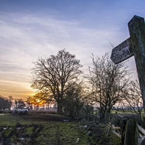 Public Footpath sign at edge of pasture with sheep, at sunset, Whitewell, Forest of Bowland, Lancashire, England