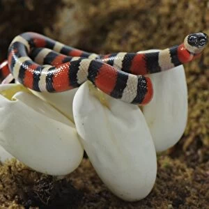 Pueblan Milk Snake (Lampropeltis triangulum campbelli) young, hatching from egg, Mexico