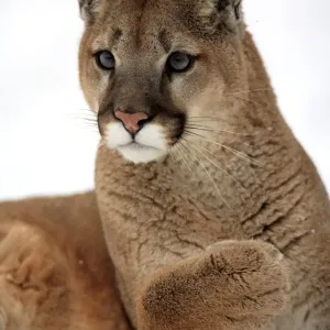 Puma Head and Front Paw Print, Montana Winter Puma Head and Front Paw Print, Montana Winter