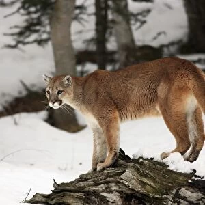 Puma (Felis concolor) adult, standing on log in snow, Montana, U. S. A. winter (captive)