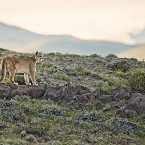 Puma (Puma concolor puma) adult, standing on rocks in mountain habitat, Torres del Paine N. P