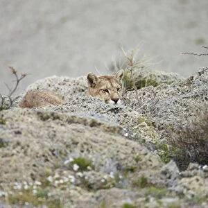 Puma (Puma concolor puma) adult female, resting amongst calcium carbonate rocks, Torres del Paine N. P