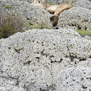 Puma (Puma concolor puma) adult female, resting on calcium carbonate rocks, Torres del Paine N. P