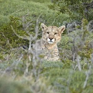 Puma (Puma concolor puma) adult male, resting amongst vegetation, Torres del Paine N. P