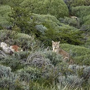 Puma (Puma concolor puma) adult male, sitting beside half-covered Guanaco (Lama guanicoe) kill, Torres del Paine N. P