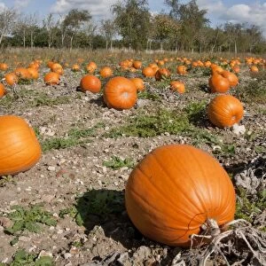 Pumpkin (Cucurbita pepo) crop, ripe fruit in field, Hampshire, England, October