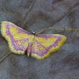 Purple-bordered Gold Moth (Idaea muricata) adult, roosting on decaying vegetation, Cannobina Valley, Italian Alps