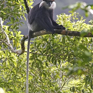 Purple-faced Langur (Trachypithecus vetulus) adult, sitting on branch in lowland rainforest, Siharaja Forest Reserve