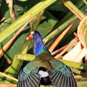 Purple Gallinule (Porphyrio martinicus) adult, with wings fanned out, Florida, U. S. A