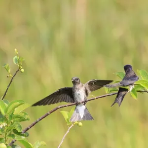 Purple Martin (Progne subis) two adult females, plucking leaf from twig, collecting nesting material, Florida, U. S. A Purple Martin (Progne subis) two adult females, plucking leaf from twig, collecting nesting material, Florida, U. S. A