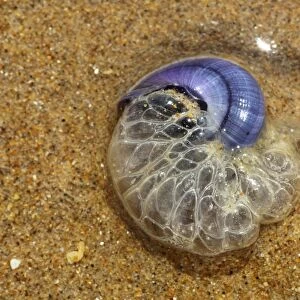 Purple Sea Snail (Janthina janthina) adult, with bubble raft intact, washed up on beach, Gower Peninsula, Glamorgan, Wales, july