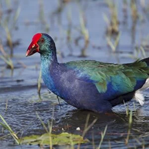 Purple Swamphen (Porhyrio porphyrio madagascariensis) adult, walking in shallow water, Gambia, February