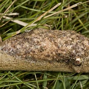 Puss Moth (Cerura vinula) cocoon on willow twig, made partly of wood macerated by larva, Dorset, England, July