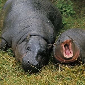 Pygmy Hippopotamus (Choeropsis liberiensis) adult female with young, yawning (captive)
